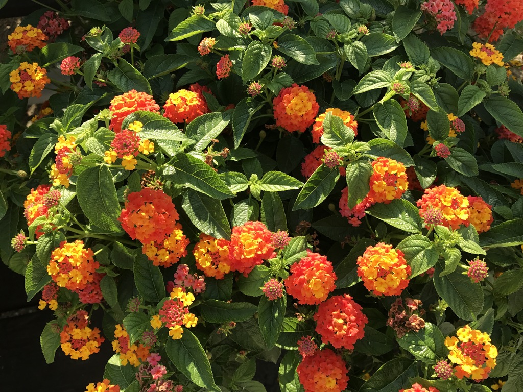 Lucky Flame Lantana (Lantana camara 'Lucky Flame') North Shore Plant Club