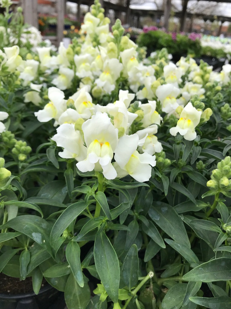 Solstice White Snapdragon (Antirrhinum majus 'Solstice White') North