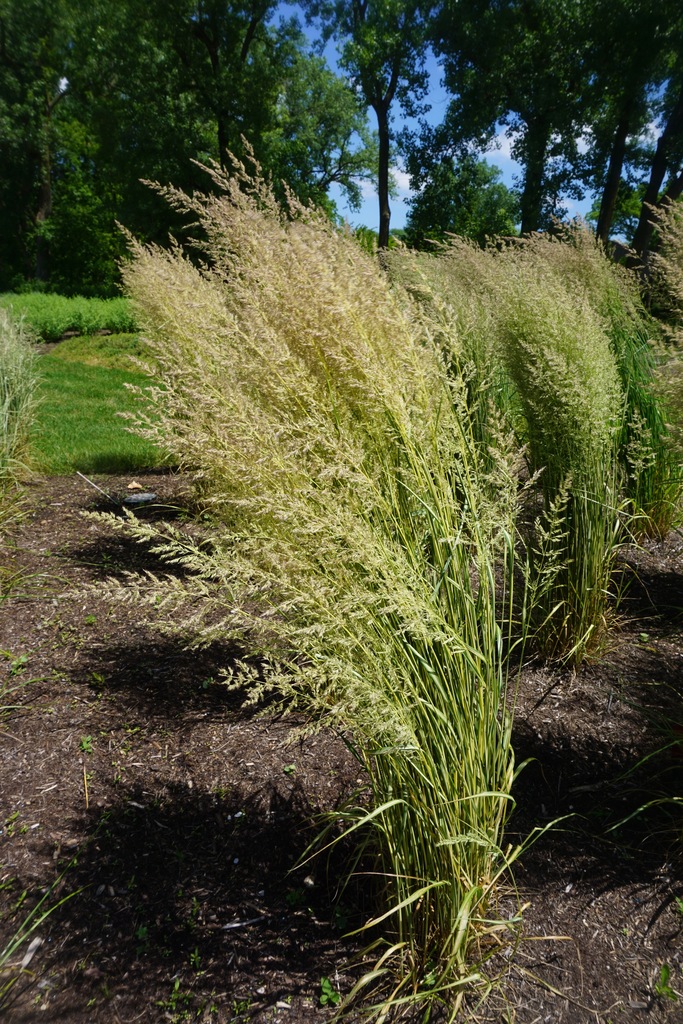 Eldorado Feather Reed Grass (Calamagrostis x acutiflora 'Eldorado