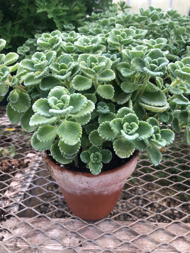 Cuban Oregano (Plectranthus amboinicus) North Shore Plant Club