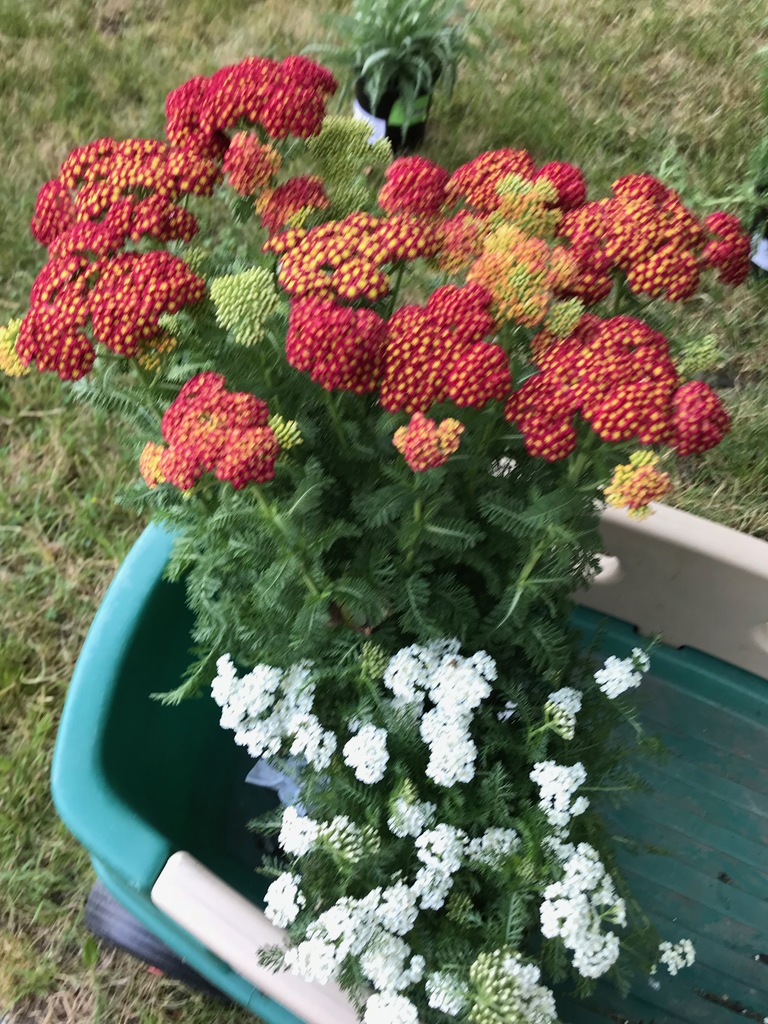Strawberry Seduction Yarrow (Achillea 'Strawberry Seduction') North