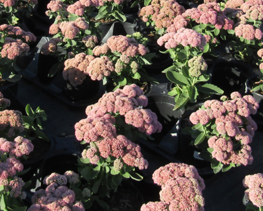 Autumn Joy Sedum (Sedum spectabile 'Herbstfreude' AUTUMN JOY) North