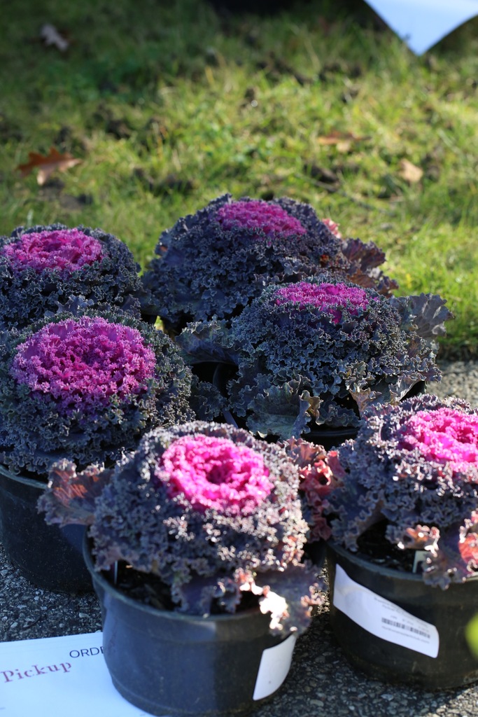 Nagoya Red Kale (Brassica oleracea 'Nagoya Red') North Shore Plant Club