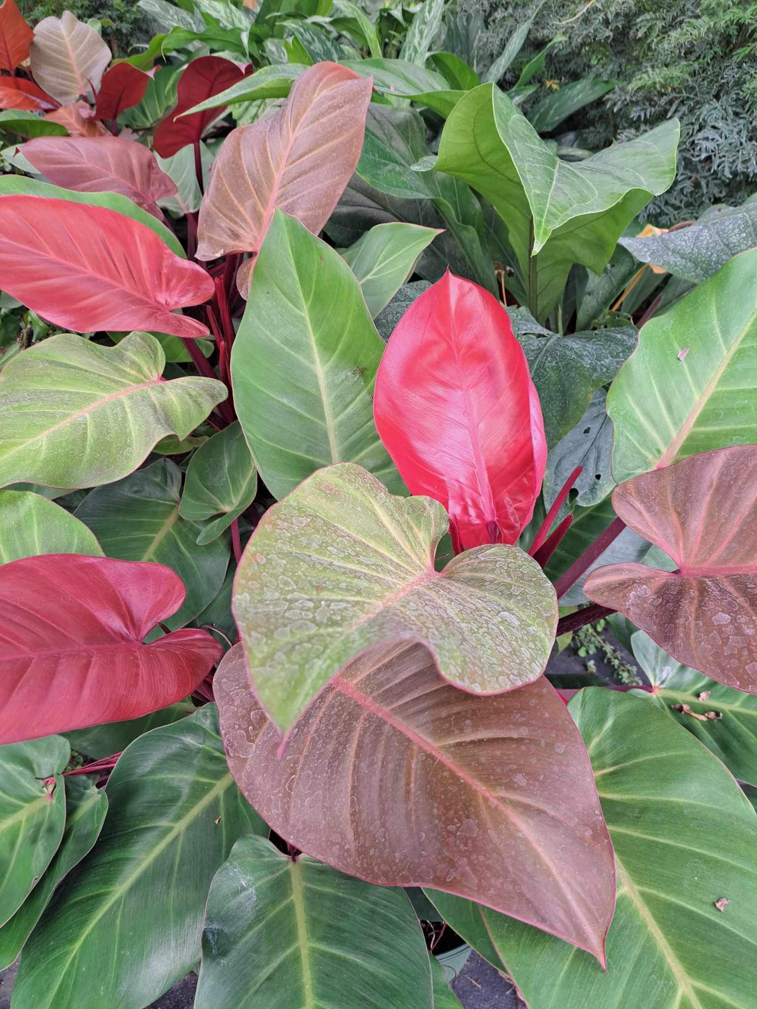 Plants Plants R Us