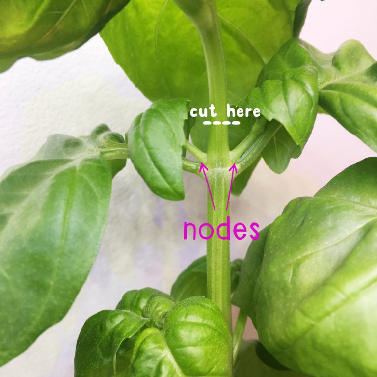 How To Prune Basil A Beginner's Guide With Best Tips and Tricks