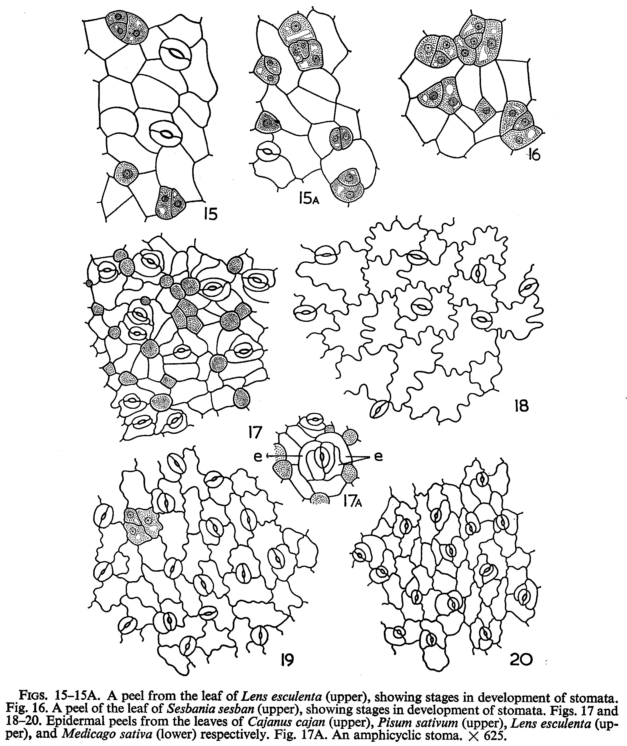 DICOTS Page 99 PLANT STOMATA ENCYCLOPEDIA