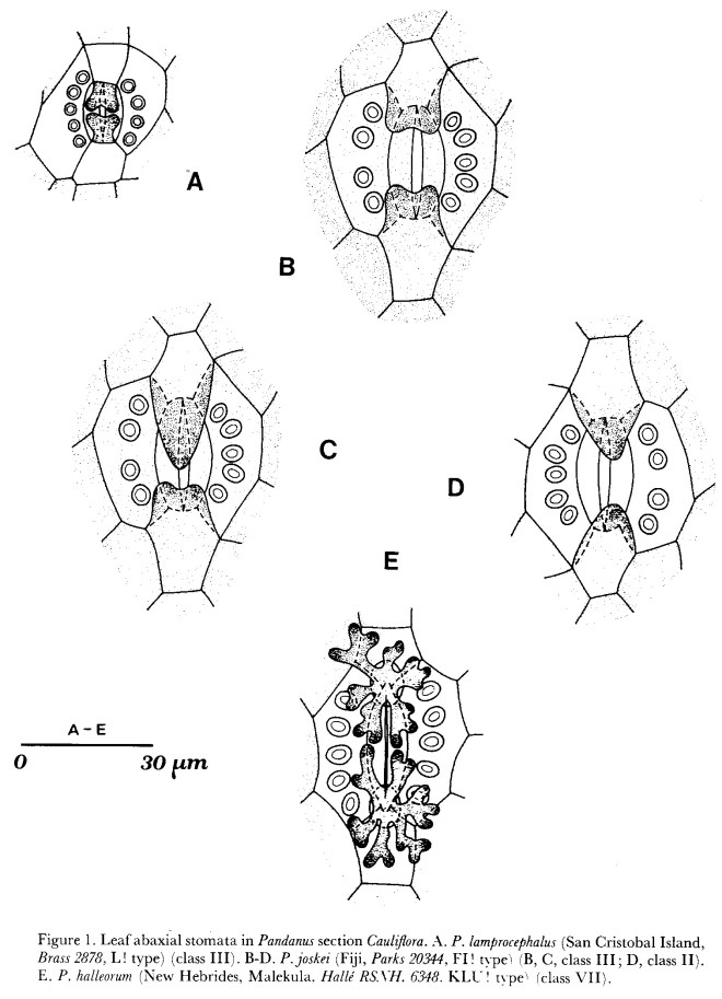 Stomata in Pandanus section Cauliflora PLANT STOMATA ENCYCLOPEDIA