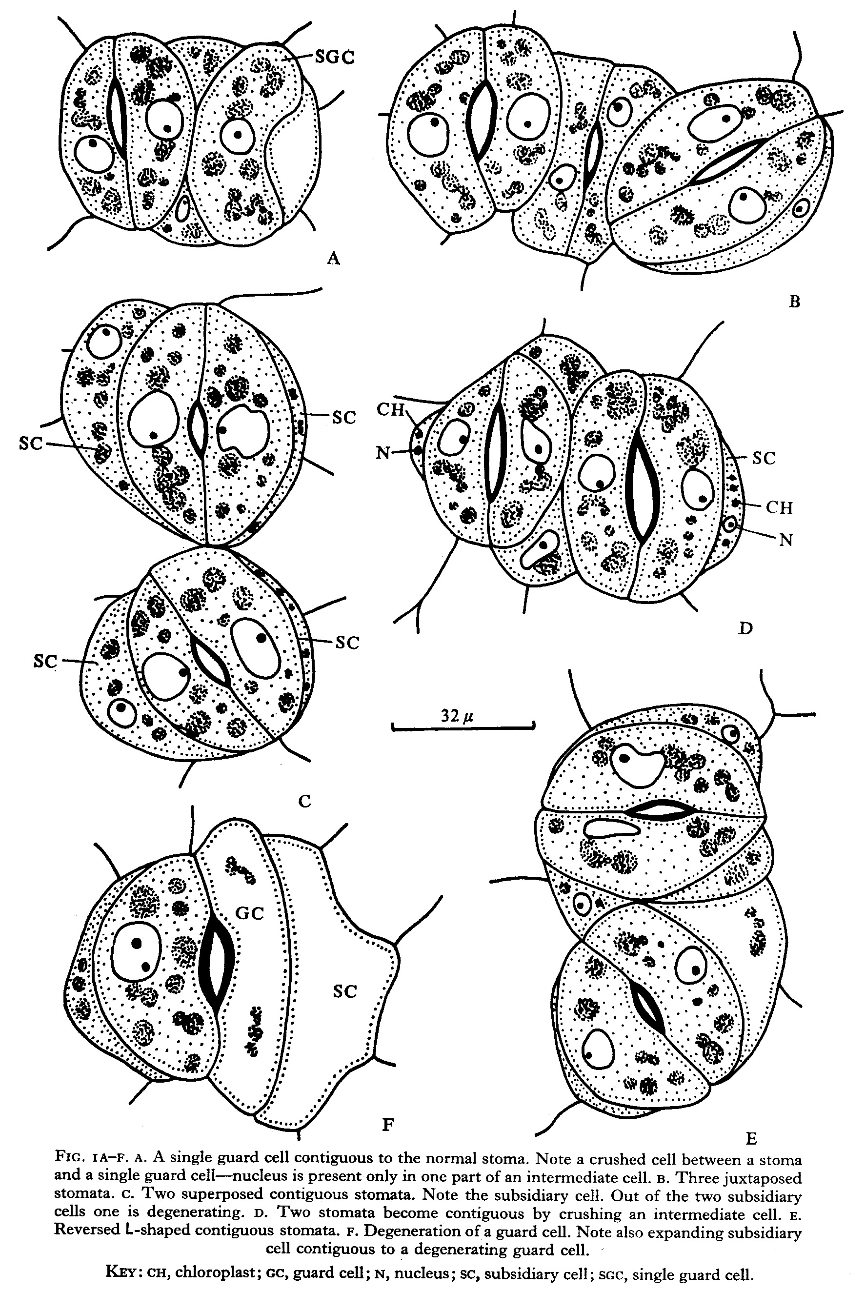 Stomata in Aganosma (Apocynaceae) PLANT STOMATA ENCYCLOPEDIA