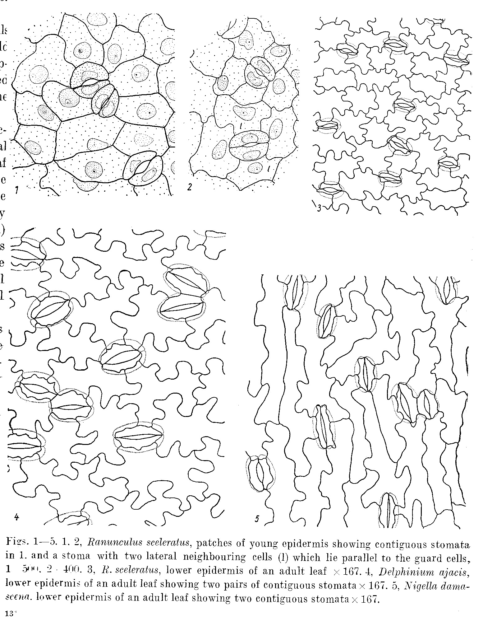 Stomata in some Ranunculaceae PLANT STOMATA ENCYCLOPEDIA