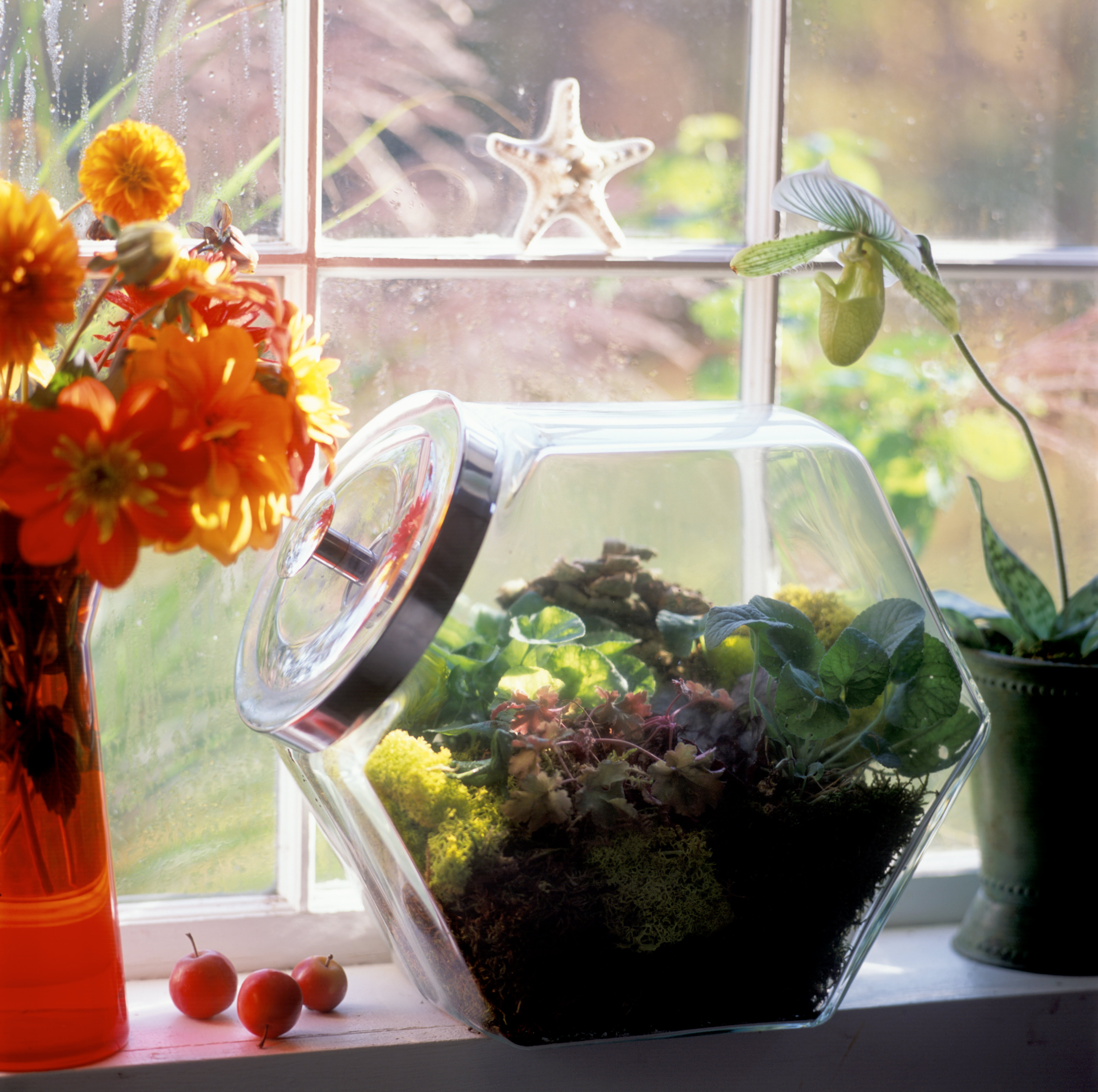 Terrarium Making Lesson PlantsWise