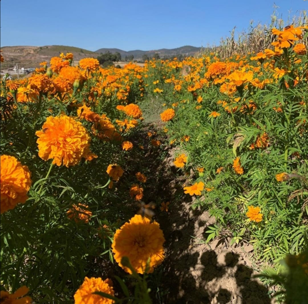 The flower of the dead Plants worldwide