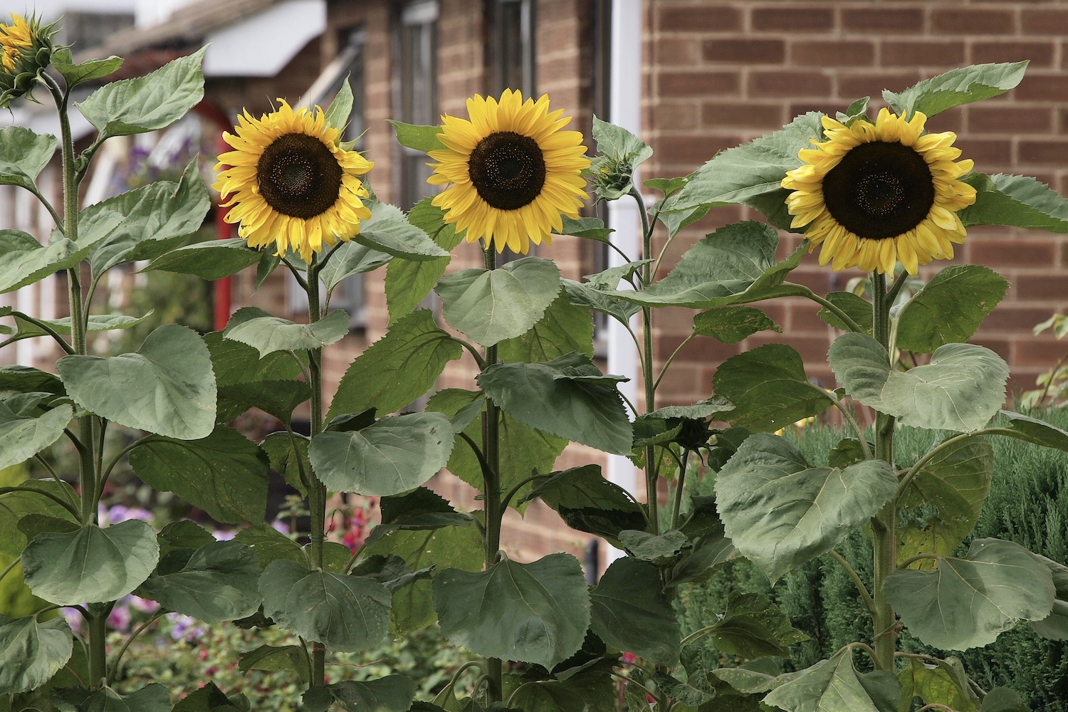 Planting sunflowers tips for garden & balcony Plantura
