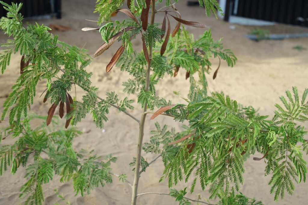Persian silk tree care, flowering & more Plantura