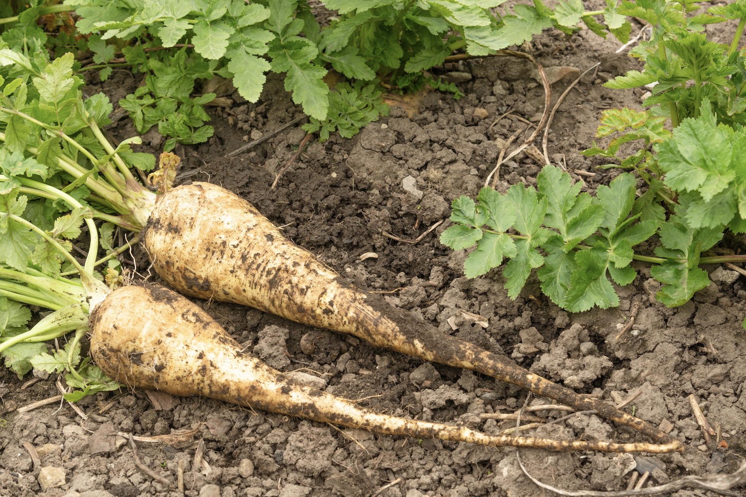 Parsnips varieties, growing & harvesting Plantura