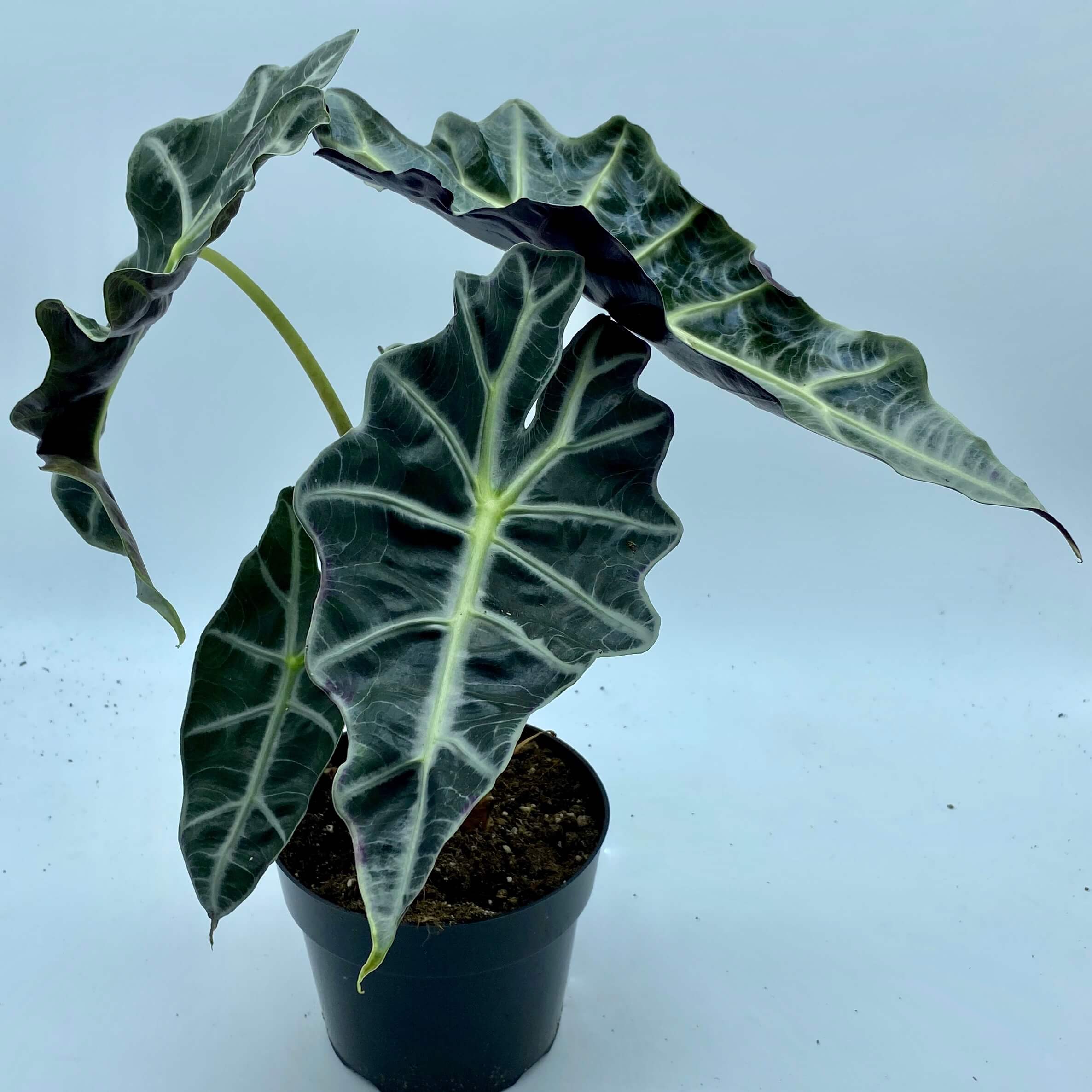 African Mask (Alocasia) Large (6") Plant Van