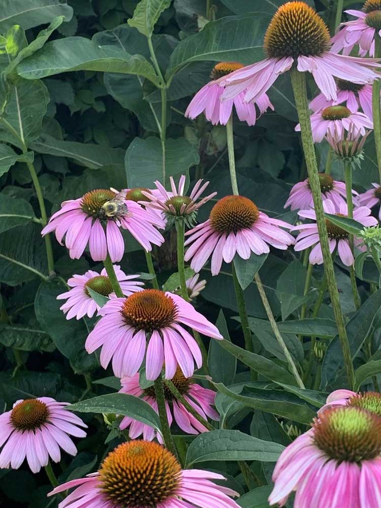 Best Ways to Harvest Seeds from Coneflowers Plant Wild