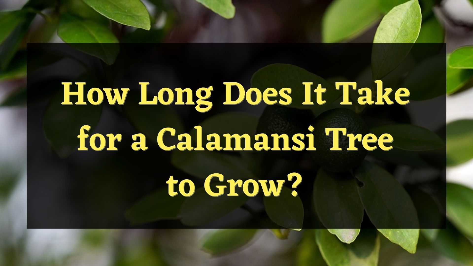 How Long Does It Take for a Calamansi Tree to Grow? — PlantWorksNYC