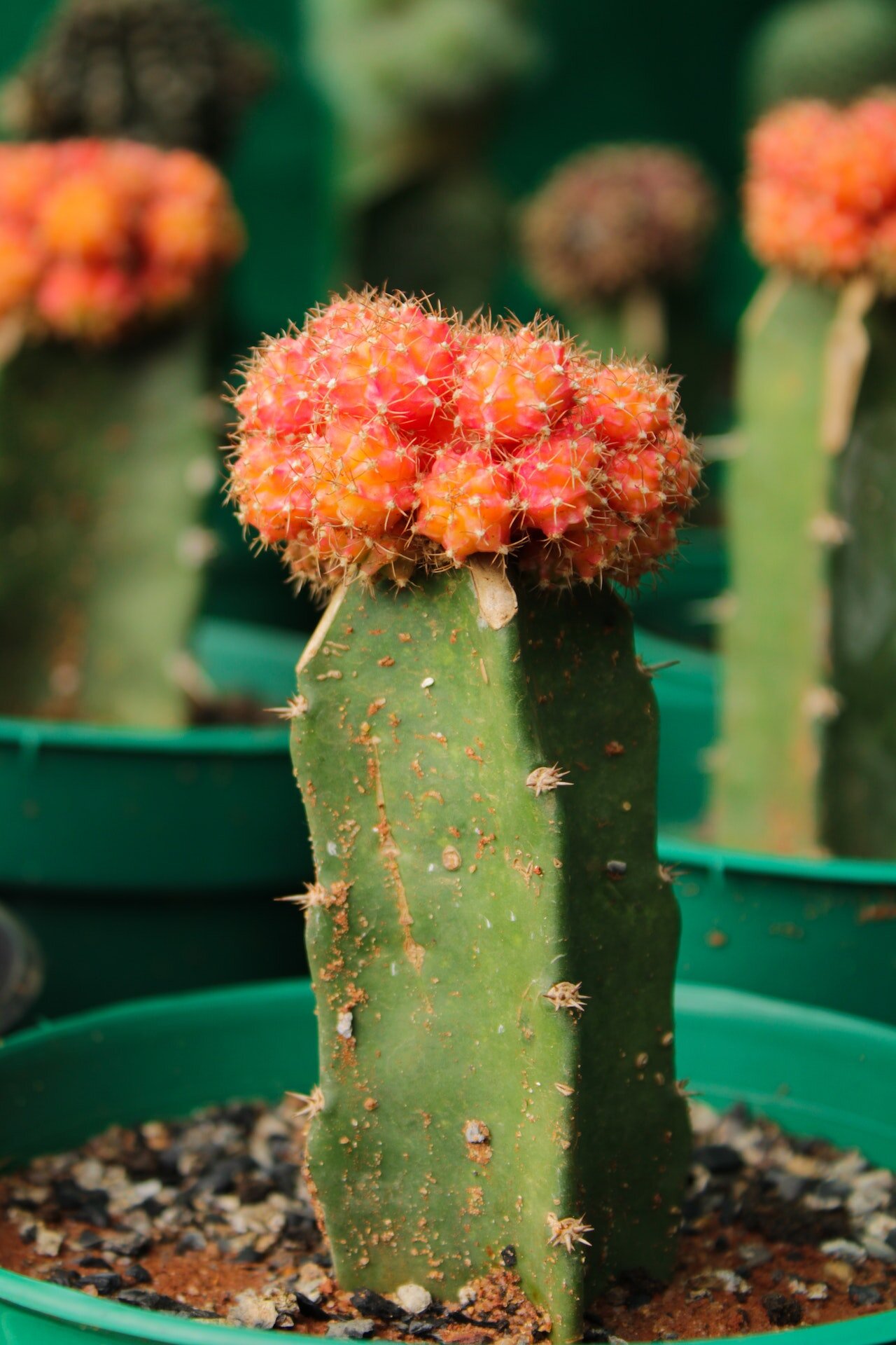 3 Methods of Moon Cactus Propagation — PlantWorksNYC