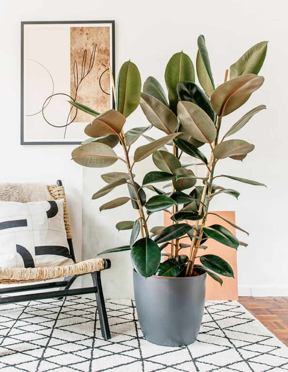 Ficus Elastica 'Robusta' Plant World London