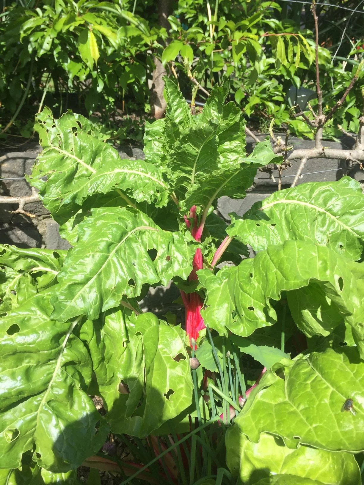 » Does Swiss Chard (Silverbeet) Need Full Sun?