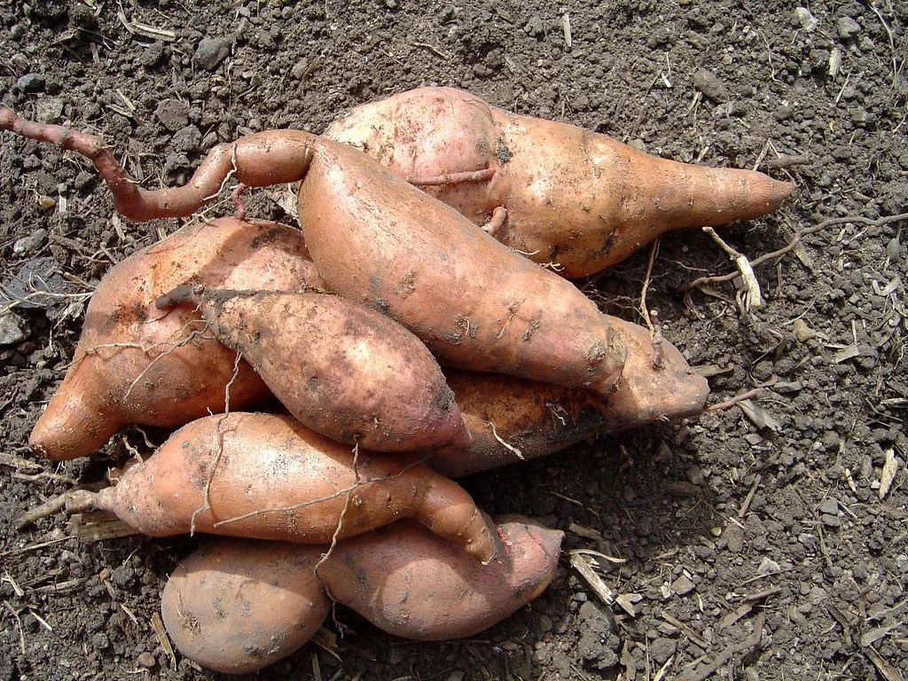 » Is Sweet Potato A Root Or Stem?