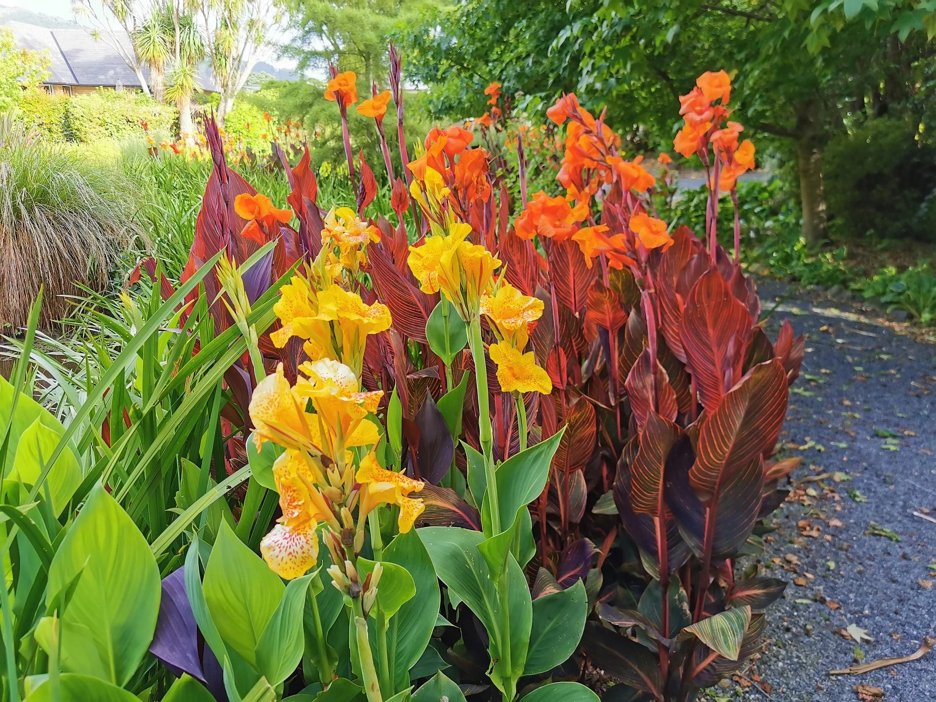 Is Canna Lily Deer Resistant? And How Can You Protect Them? Plan Your Patch