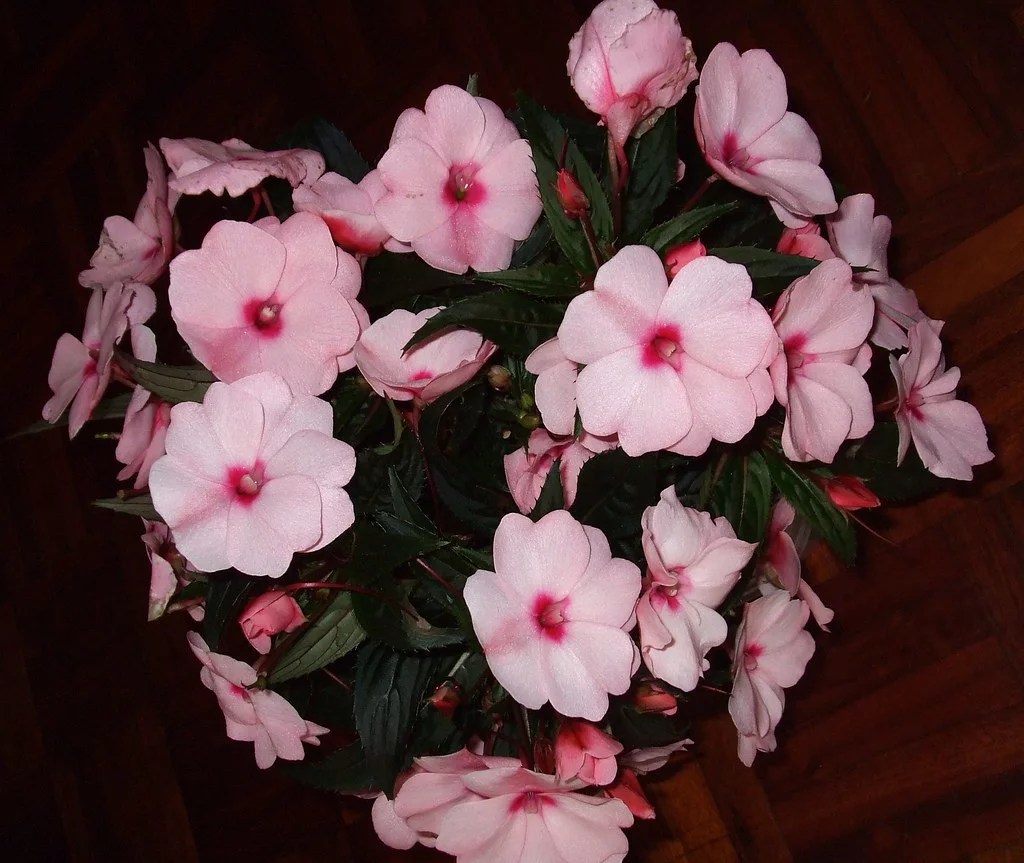 » Do Deer Eat Impatiens? How To Protect Them