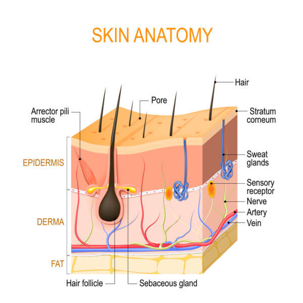 The Layers of the Skin and their Functions Plasma Elite
