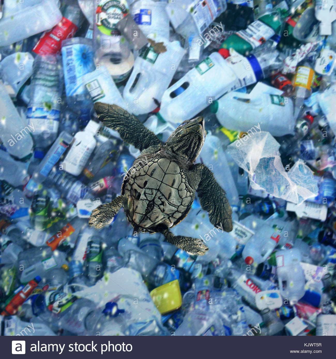 Dead Baby Turtle Had Over 100 Pieces Of Plastic In Its Stomach