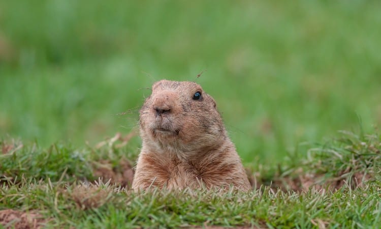13 Ways on How to Get Rid of Groundhogs Under Shed or Deck Without Harming