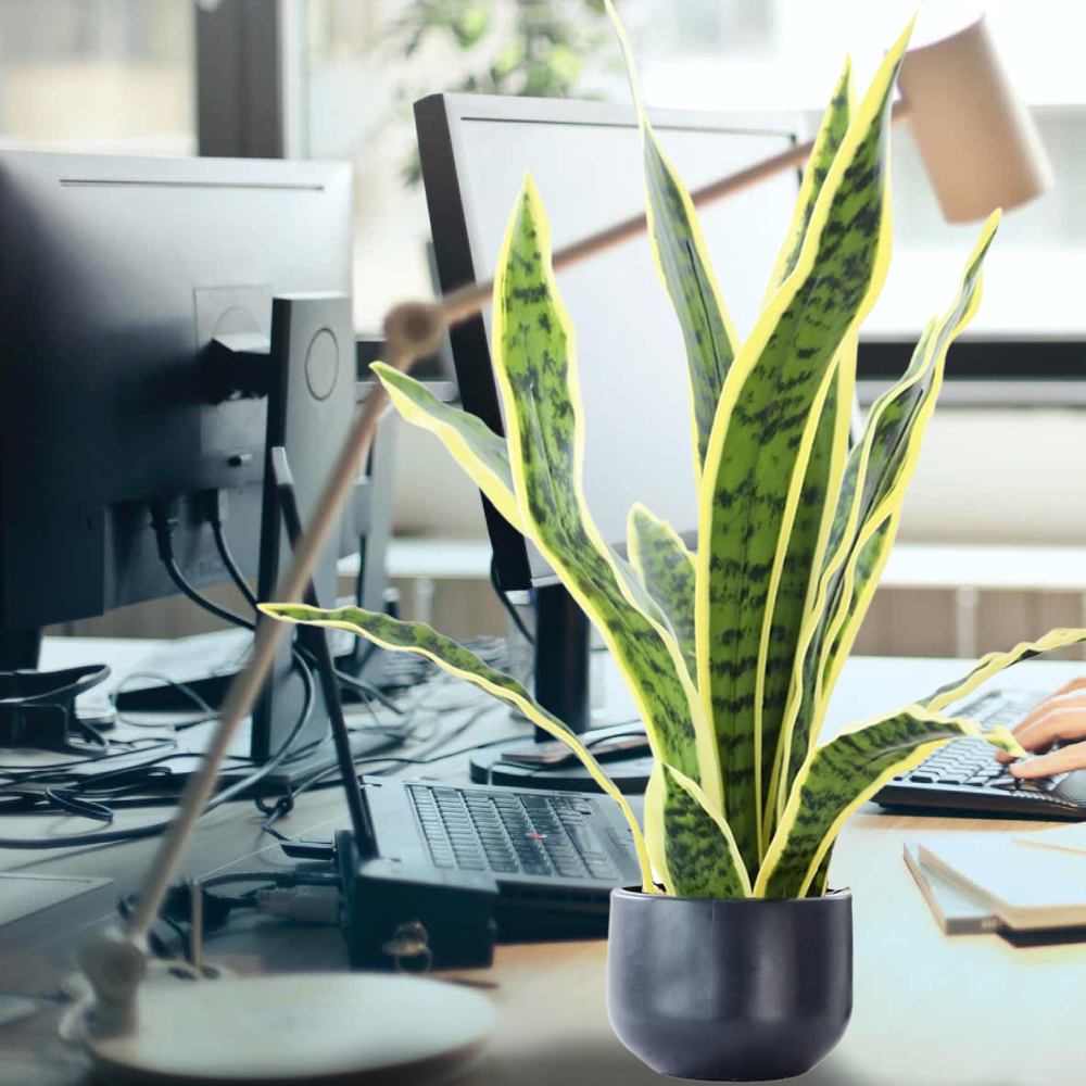 * Artificial Snake Plant Buy Online & Save Free Shipping