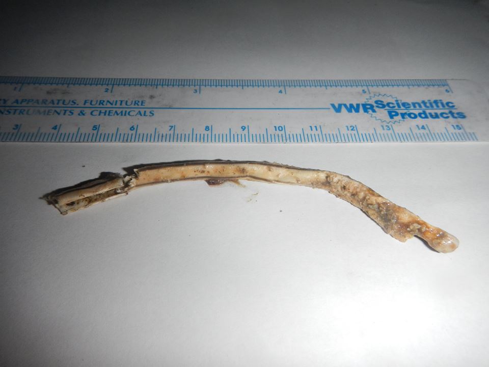 The Turtle That Became the AntiPlastic Straw Poster Child Plastic