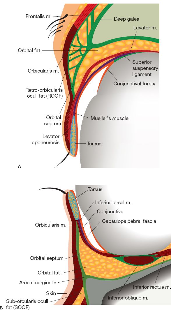 Eyelid Reconstruction Plastic Surgery Key