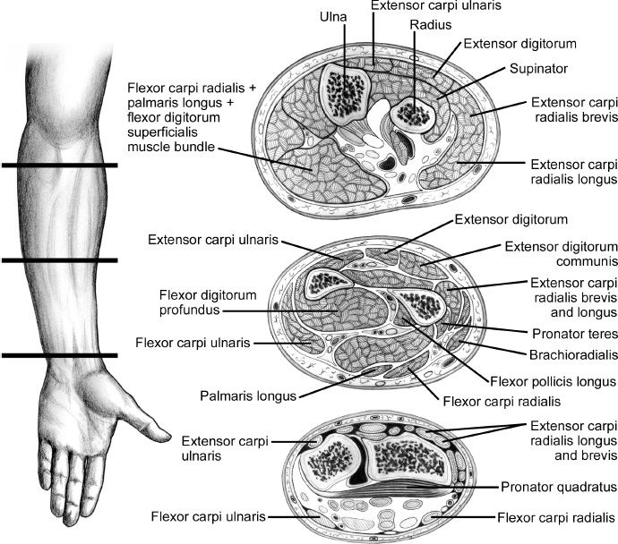 Compartments of the hand xolerintelligent