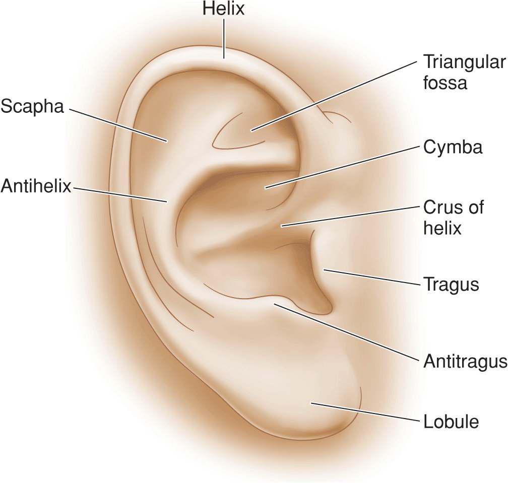 Ear Plastic Surgery Key