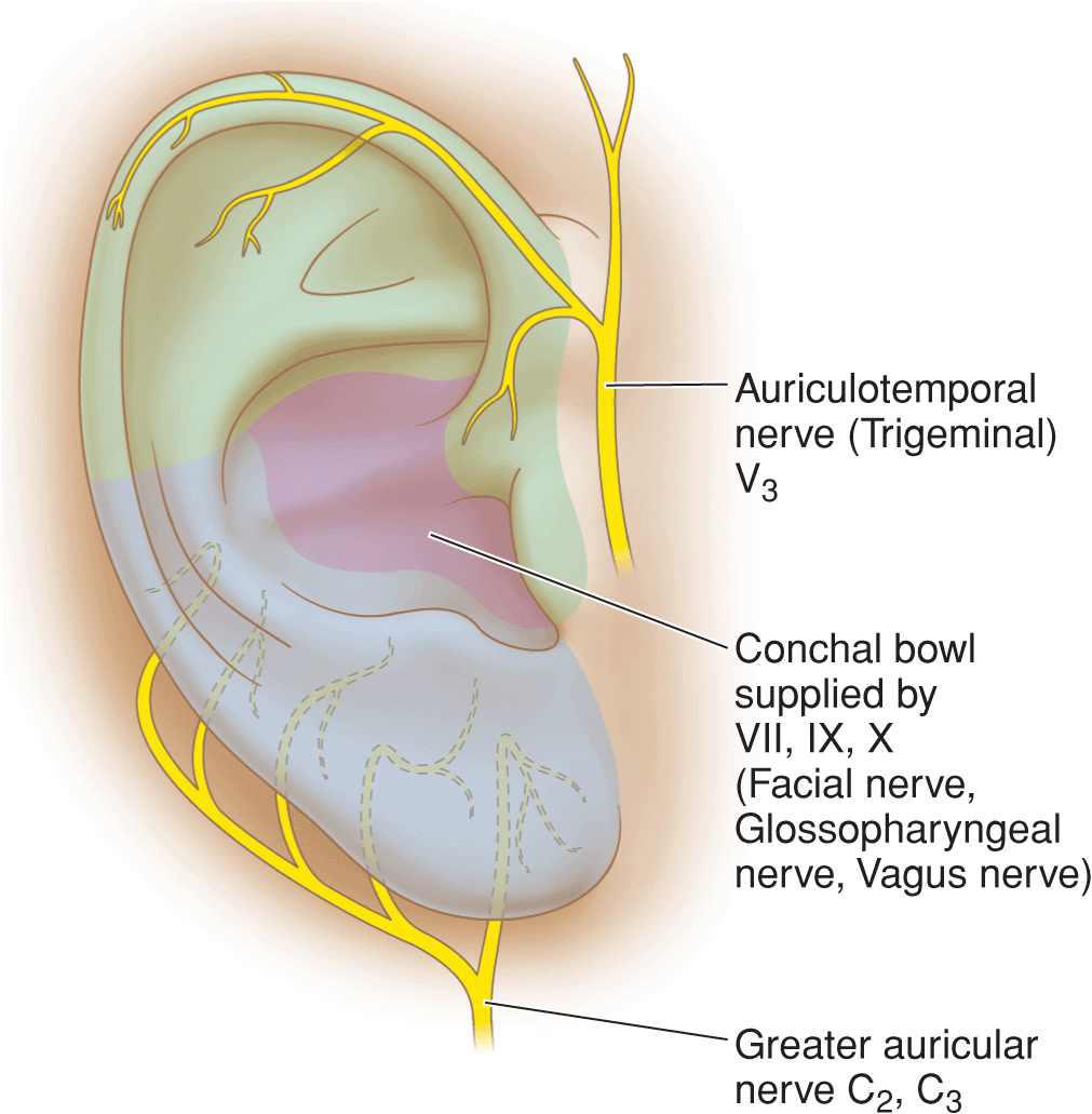 Ear Plastic Surgery Key