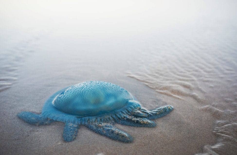 Case Report Details Progression and Treatment of Jellyfish Sting