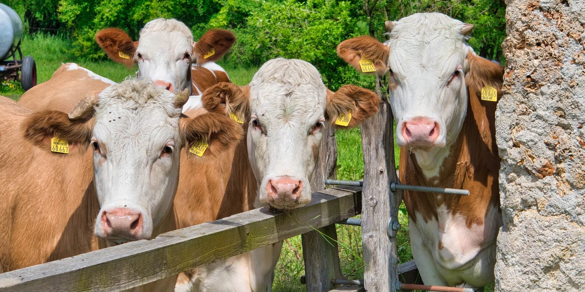 Best Alternative to Cow RFID Plate Recognizer ALPR