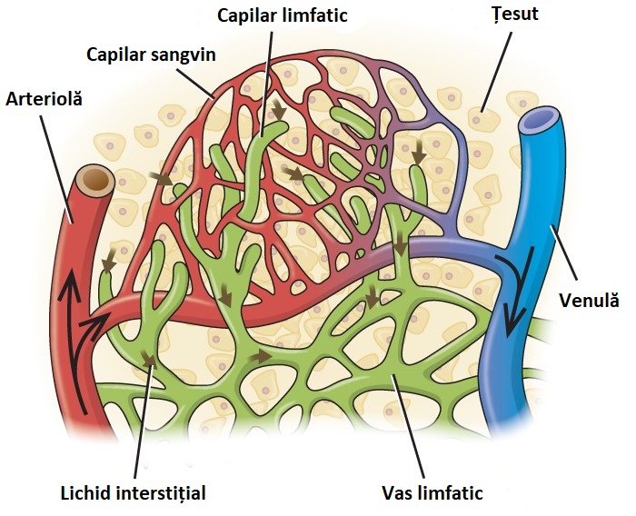 Circulația Biologie Corint GinaMed
