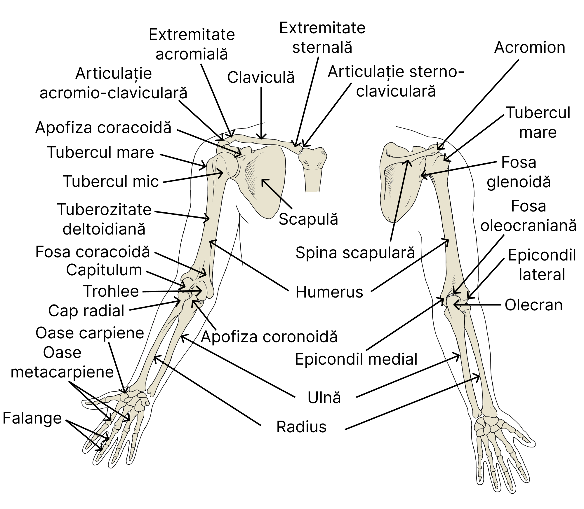 Sistemul osos Biologie Barron's GinaMed