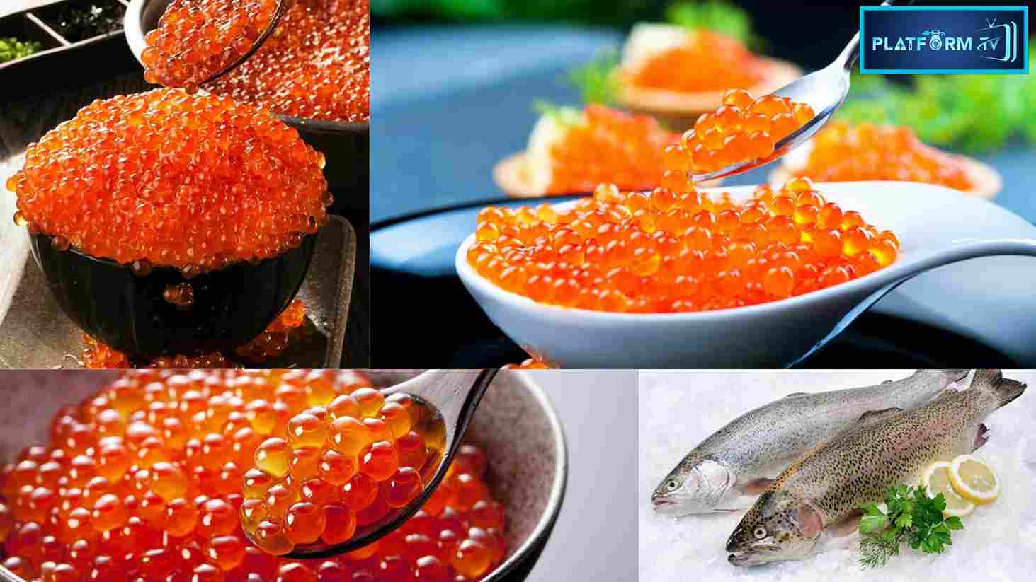 Fish Egg Benefits மீன் முட்டைகளை சாப்பிடுவதால் கிடைக்கும் நன்மைகள்
