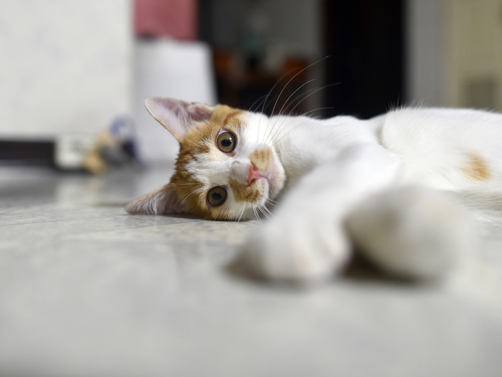 Does my cat like me?”