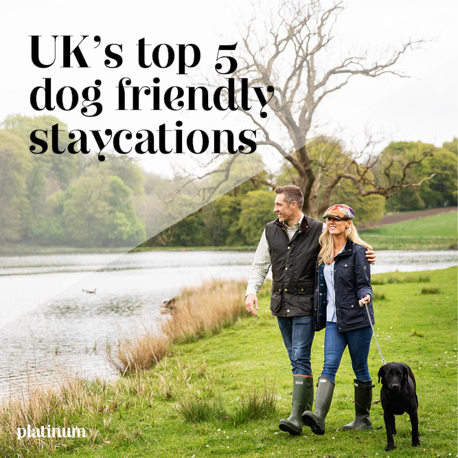 » Top 5 UK dogfriendly staycations