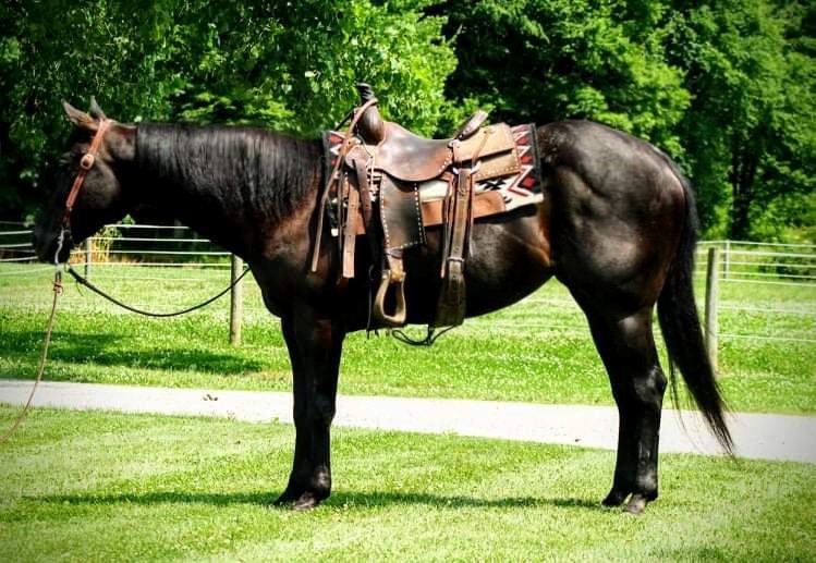 Images Of Magnolia Platinum Equine Auction