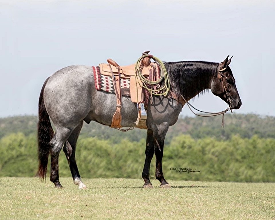 Blue Hancock Platinum Equine Auction