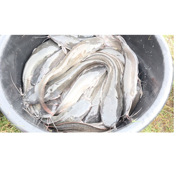 Order Catfish Platinum Fisheries