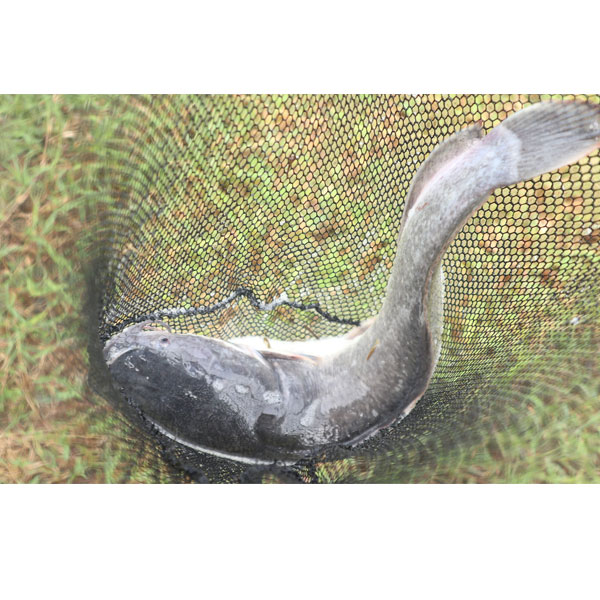 Order Catfish Platinum Fisheries