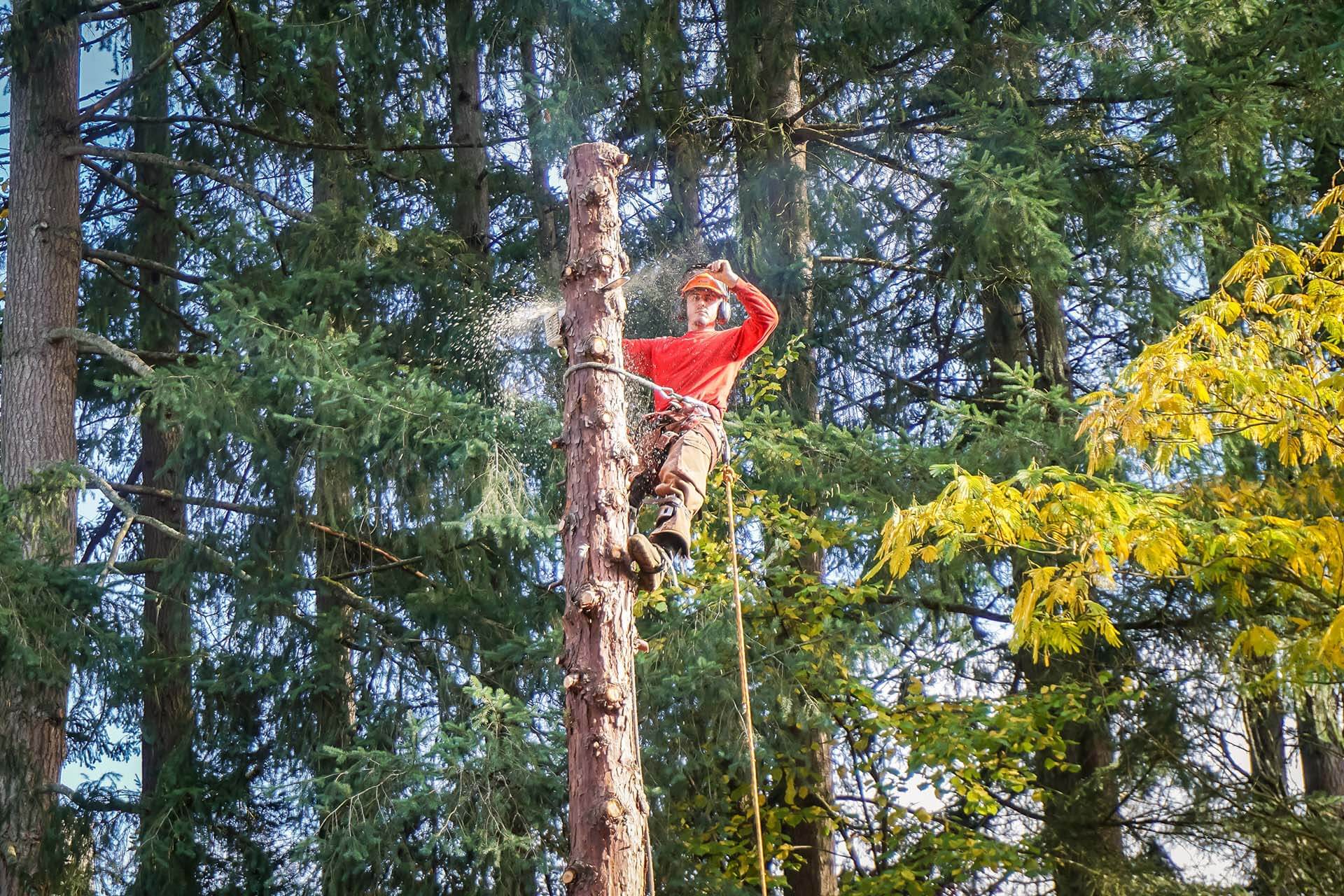 Platinum Tree Service Pros Locations