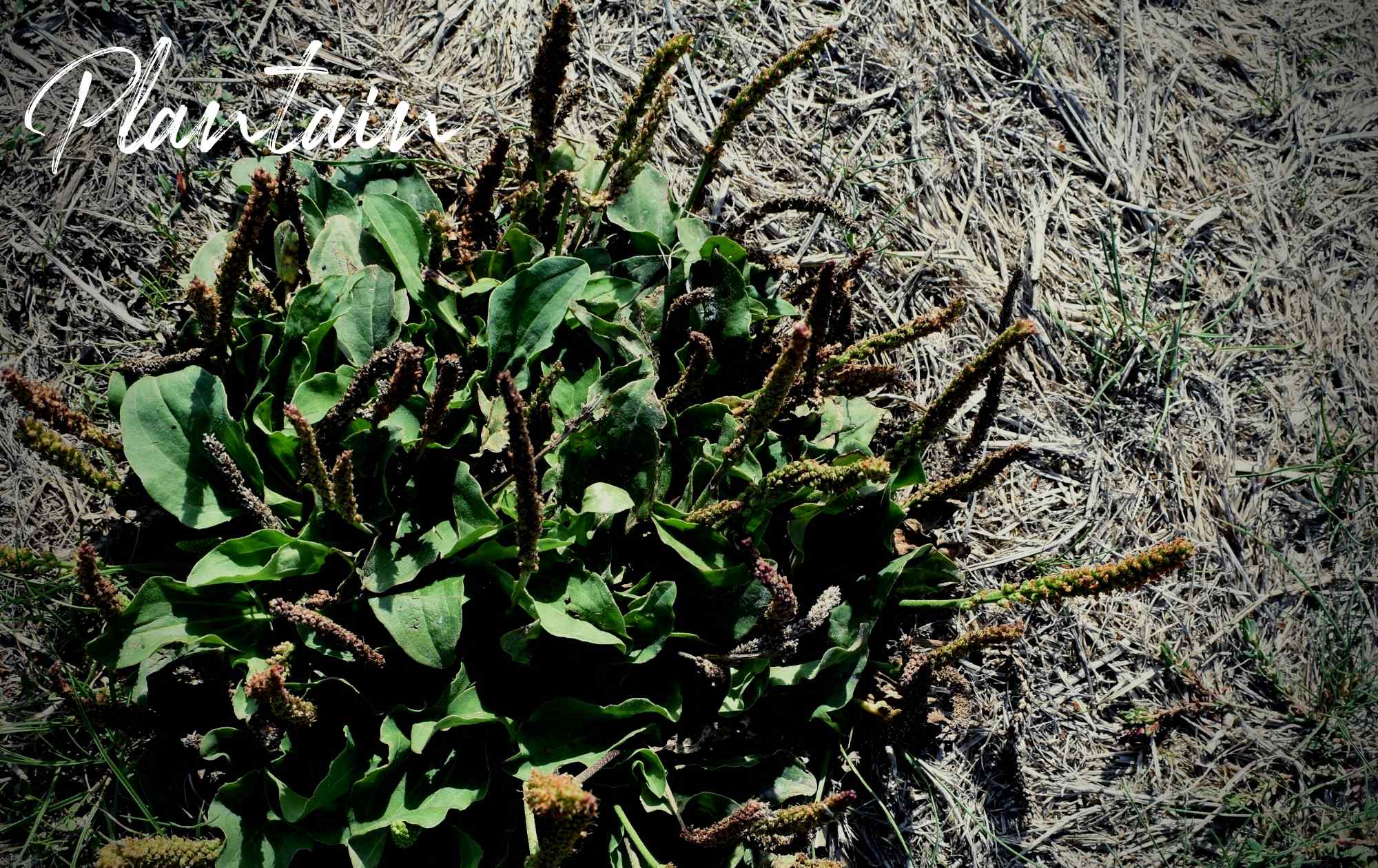 10 Most Haunting Landscape Weeds in Chicagoland Platt Hill Nursery