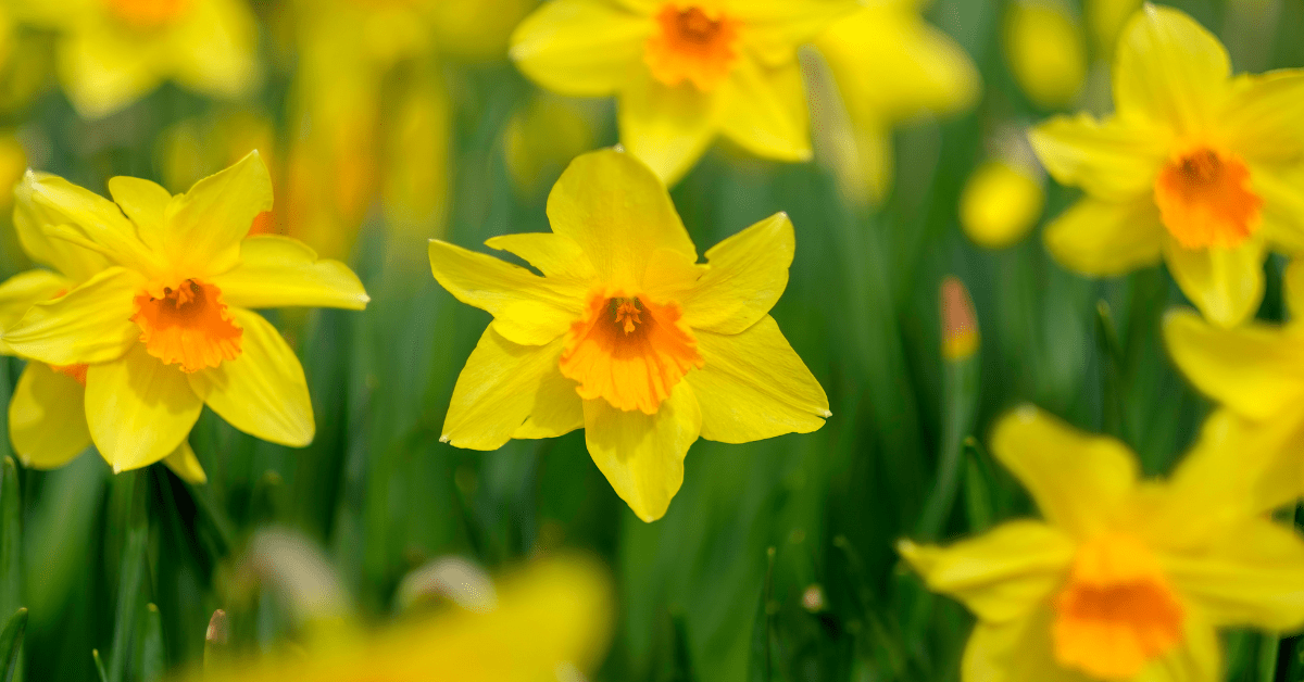 The daffodil symbolizes rebirth and new beginnings.
